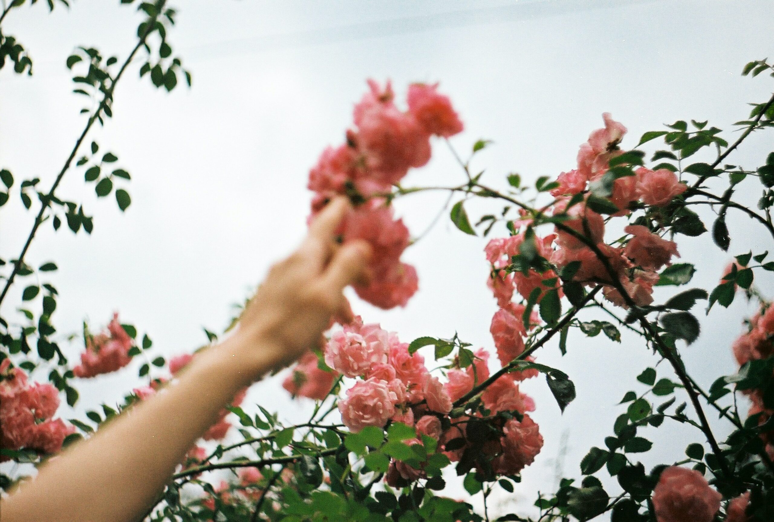 Hand touching coral flowers