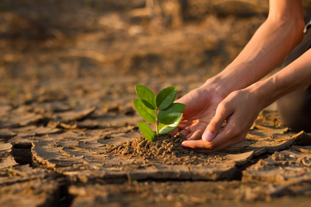 Hand planting a tree on dry cracked